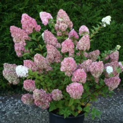Hydrangea Paniculata Sundae Fraise ('Rensun') (PBR) -Deals Green4Ever Store pl2000041481 card3 lg
