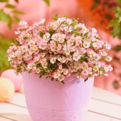 Rosa Cutie Pie ('ROP007') (PBR) -Deals Green4Ever Store pl2000041521 card3 lg