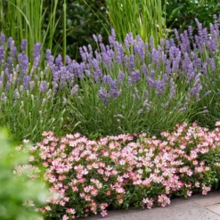 Rosa Cutie Pie ('ROP007') (PBR) -Deals Green4Ever Store pl2000041521 card4 lg