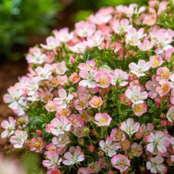 Rosa Cutie Pie ('ROP007') (PBR) -Deals Green4Ever Store pl2000041521 card5 lg