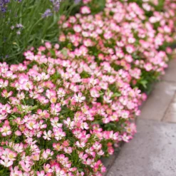 Rosa Cutie Pie ('ROP007') (PBR) -Deals Green4Ever Store pl2000041521 card6 lg