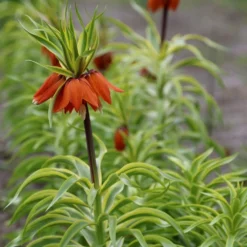 Fritillaria Imperialis 'Argenteovariegata' -Deals Green4Ever Store pl2000041661 card2 lg