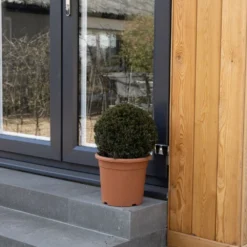 Taxus Baccata Ball 30-35 Cm -Deals Green4Ever Store pl2000042478 card3 lg