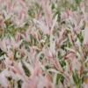 Salix Integra 'Flamingo' (PBR)