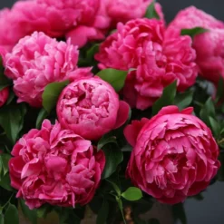 Paeonia Lactiflora Red Sarah Bernhardt -Deals Green4Ever Store pl2000042500 card2 lg