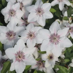 Clematis The Countess Of Wessex ('Evipo073') (PBR) (Boulevard Series) -Deals Green4Ever Store pl2000042534 card2 lg