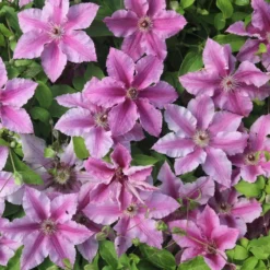 Clematis Ooh La La ('Evipo041') (PBR) (Boulevard Series) -Deals Green4Ever Store pl2000042535 card3 lg