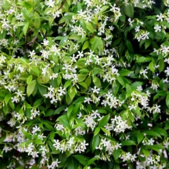Trachelospermum Jasminoides 6 Trachelospermum Jasminoides -Deals Green4Ever Store pl2000042580 card3 lg