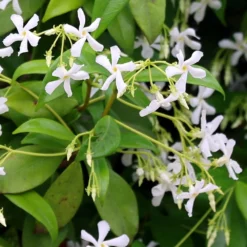 Trachelospermum Jasminoides 7 Trachelospermum Jasminoides -Deals Green4Ever Store pl2000042580 card4 lg