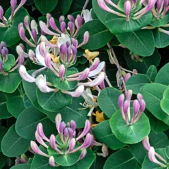 Lonicera Caprifolium -Deals Green4Ever Store pl2000042595 card2 lg