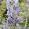 Wisteria Floribunda 'Lawrence'