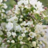 Malus Brevipes 'Wedding Bouquet'