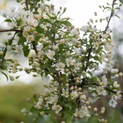 Malus Brevipes 'Wedding Bouquet' -Deals Green4Ever Store pl2000042632 card3 lg