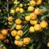 Malus 'Butterball'