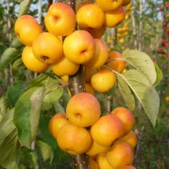 Malus 'Butterball' -Deals Green4Ever Store pl2000042633 card2 lg