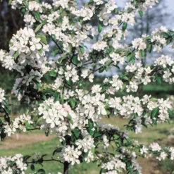 Malus × Atrosanguinea 'Gorgeous' -Deals Green4Ever Store pl2000042636 card2 lg