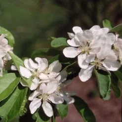 Malus × Atrosanguinea 'Gorgeous' -Deals Green4Ever Store pl2000042636 card3 lg