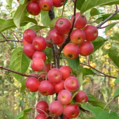 Malus × Atrosanguinea 'Gorgeous' -Deals Green4Ever Store pl2000042636 card4 lg