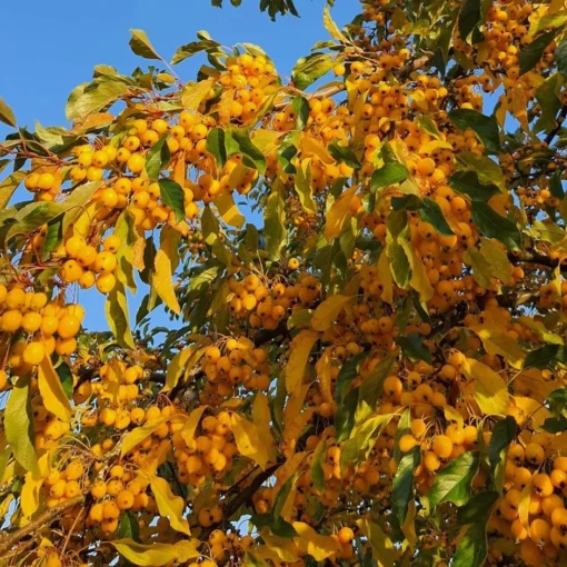 Malus 'Comtesse De Paris' -Deals Green4Ever Store pl2000042637