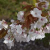 Prunus 'Chocolate Ice ('Matsumae-fuki')'