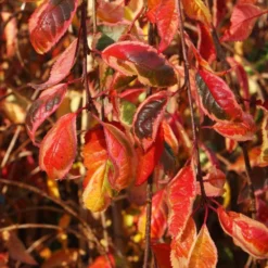 Prunus Frilly Frock ('Fpmspl') -Deals Green4Ever Store pl2000042650 card3 lg