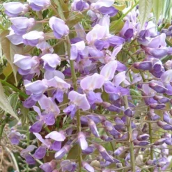 Wisteria Floribunda 'Kokuryū'