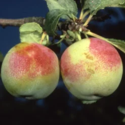 Greengage 'Early Transparent'