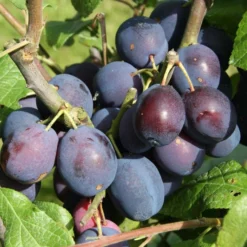 Damson 'Merryweather Damson'