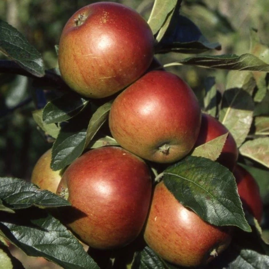 Apple 'Ellison's Orange' 1 Apple 'Ellison's Orange'