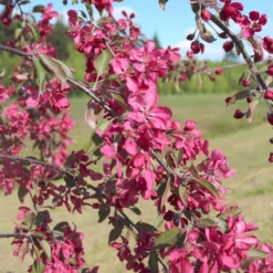 Malus × Purpurea 'Crimson Cascade'