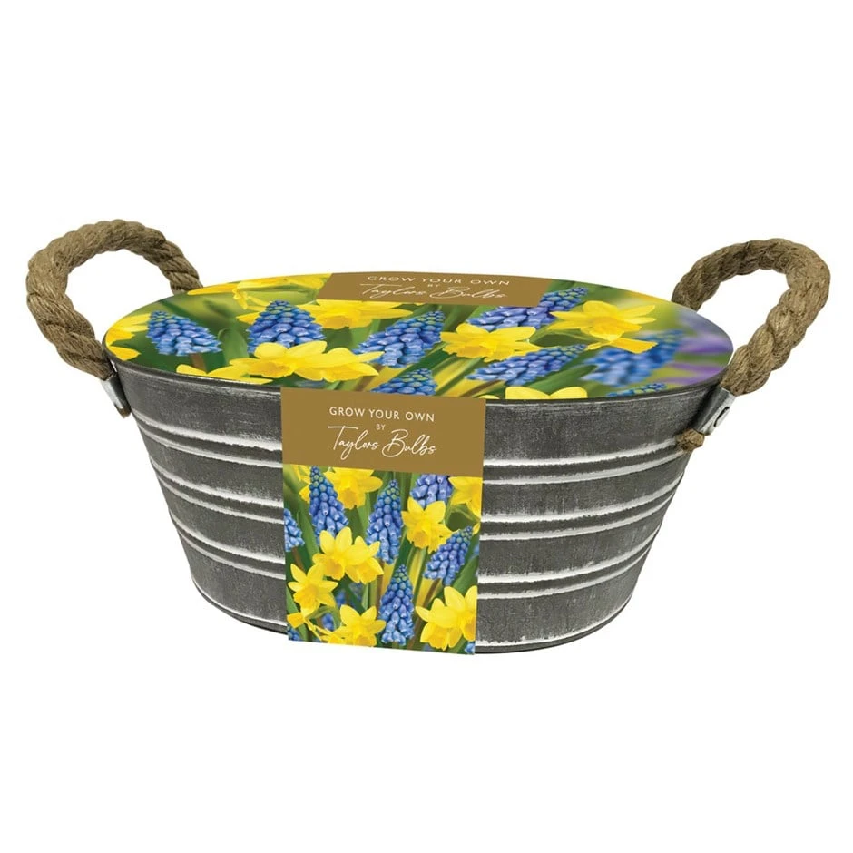 Daffodil And Muscari Outdoor Metal Trough Gift Set 1 Daffodil And Muscari Outdoor Metal Trough Gift Set
