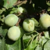 Greengage 'Denniston's Superb'