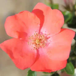 Rosa Flower Carpet Sunset ('Deseoo') (PBR) -Deals Green4Ever Store pl2000042874 card2 lg scaled