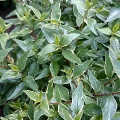 Abelia × Grandiflora Lucky Lots ('Wevo2') (PBR) -Deals Green4Ever Store pl2000043067 card3 lg