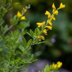 Genista 'Porlock' -Deals Green4Ever Store pl2000043068 card3 lg