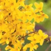 Forsythia × Intermedia Week End ('Courtalyn')