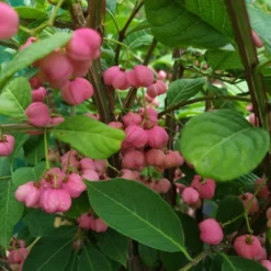 Euonymus Phellomanus -Deals Green4Ever Store pl2000043114 card2 lg