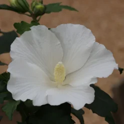 Hibiscus Syriacus 'William R. Smith' -Deals Green4Ever Store pl2000043115 card3 lg