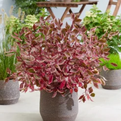 Deals Green4Ever Store -Deals Green4Ever Store pl2000043130 card2 lg