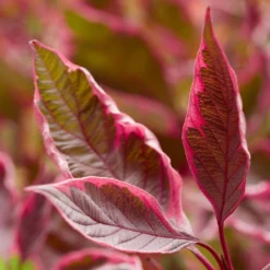 Cornus Alba Miracle ('Verpaalen2') (PBR) -Deals Green4Ever Store pl2000043130 card3 lg