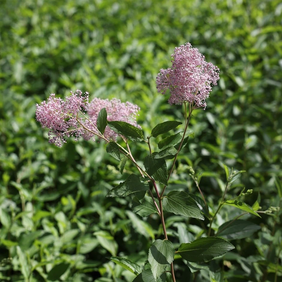 Ceanothus 'Marie-rose' 1 Ceanothus 'Marie-rose'