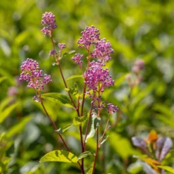 Ceanothus 'Marie-rose' 5 Ceanothus 'Marie-rose' -Deals Green4Ever Store pl2000043206 card2 lg