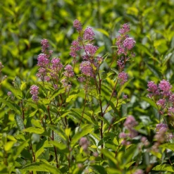 Ceanothus 'Marie-rose' 6 Ceanothus 'Marie-rose' -Deals Green4Ever Store pl2000043206 card3 lg