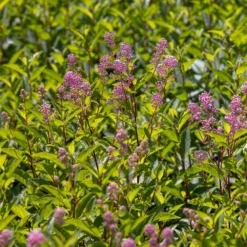 Ceanothus 'Marie-rose' 7 Ceanothus 'Marie-rose' -Deals Green4Ever Store pl2000043206 card4 lg