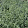 Prostanthera Ovalifolia 'Variegata'
