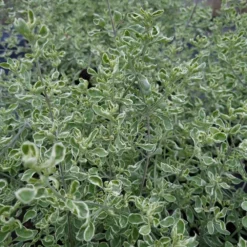 Prostanthera Ovalifolia 'Variegata' -Deals Green4Ever Store pl2000043210 card2 lg