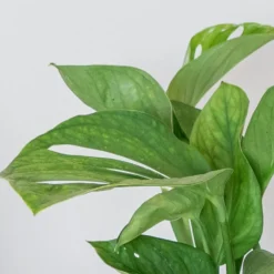 Monstera Pinnatipartita -Deals Green4Ever Store pl2000043220 card2 lg