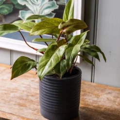 Philodendron 'Painted Lady' -Deals Green4Ever Store pl2000043224 card3 lg