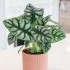 Alocasia 'Silver Dragon'