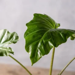 Alocasia 'Portodora' -Deals Green4Ever Store pl2000043238 card3 lg